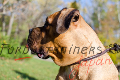 大型犬　チョーク首輪