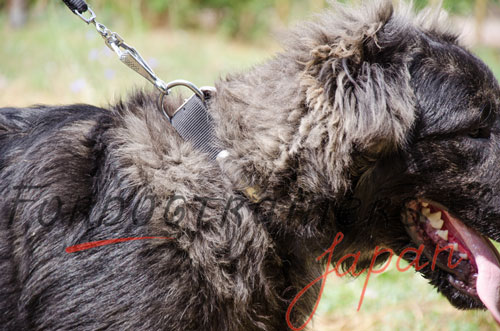 大型犬　首輪　ナイロン