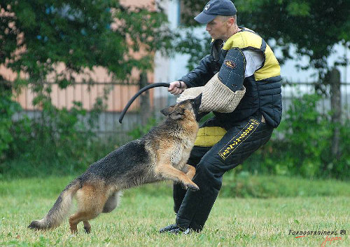 犬訓練片袖