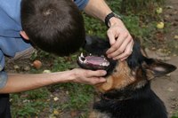 犬の歯磨きの仕方（ステップ1b）