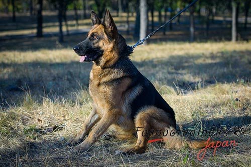 補助犬・ジャーマン・シェパード・ドッグ