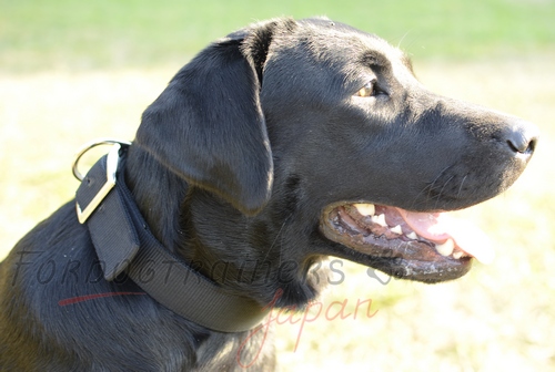 丈夫なナイロン製大型犬用首輪