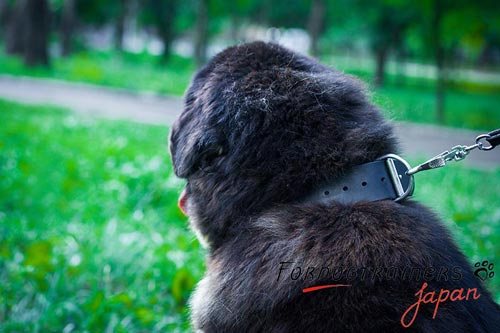 大型犬用のフルグレイン革製首輪