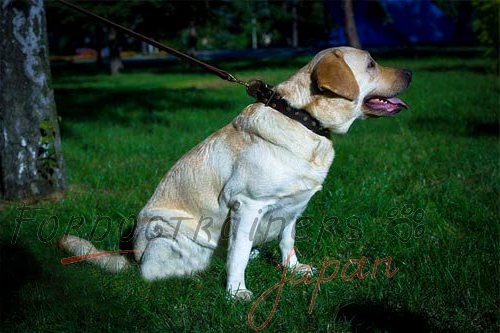 真鍮スタッズ付きの本革製 犬用首輪