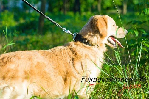 ゴールデンレトリバーのような中・大型犬用本革製首輪