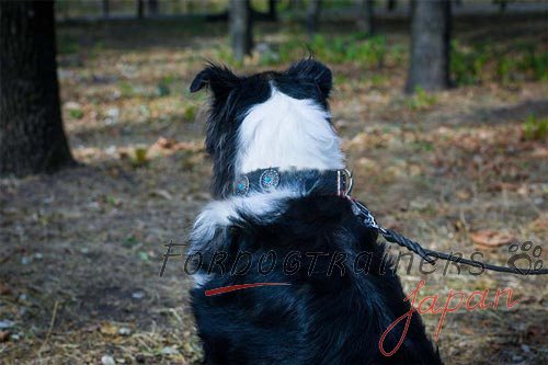 犬用首輪　革製