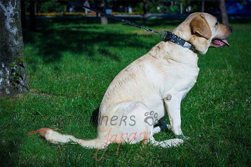 犬の散歩に最適なレザーの首輪