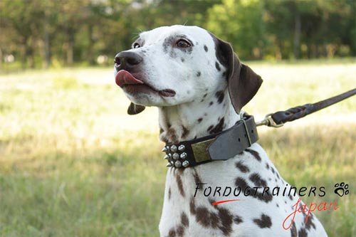 上質な本革製　犬用首輪