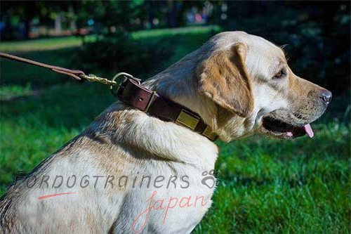 かっこいい犬用首輪　ラブラドールレトリーバー着用