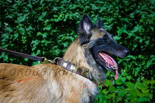 犬の散歩用　プレート付　本革製首輪