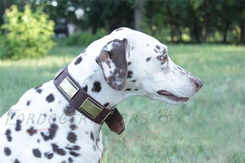 犬の散歩用のプレート付きの革製首輪　