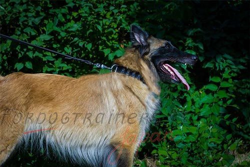 中・大型犬用ニッケルのプレート付き革製デコカラー