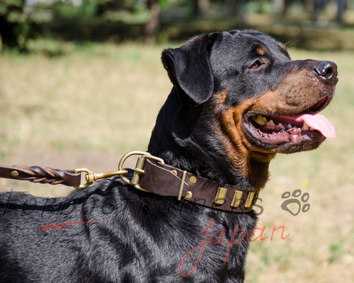 黄銅のプレート付き革の首輪 中 大型犬用