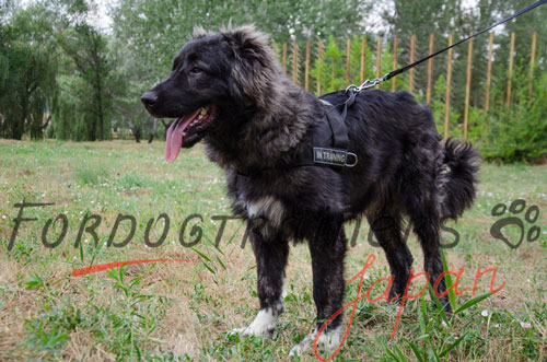 大型犬用ノープルハーネス