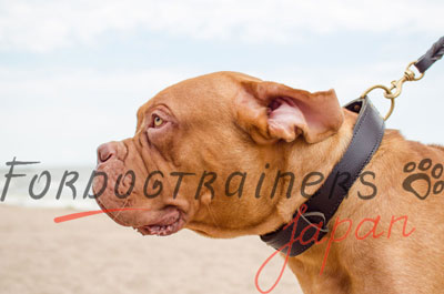 犬の散歩や訓練用大型犬用首輪　2枚革製　巾は40mm