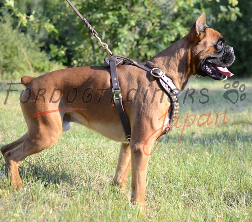 ボクサーににあっている革製犬のハーネス