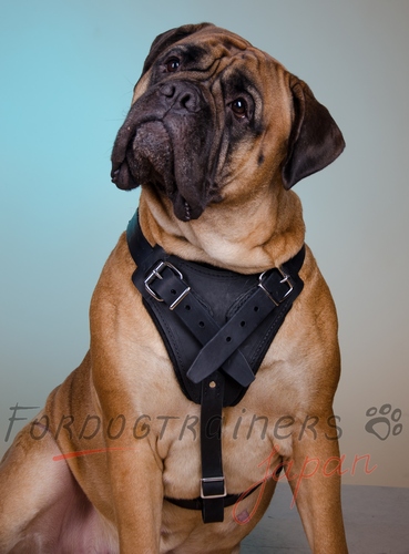 最高級革製犬用ハーネスを付けているゴージャスなブル・マスティフ