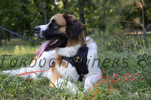 大型犬用ハーネス　丈夫な胸プレート