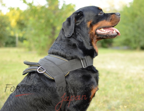 補助犬・ロットワイラー