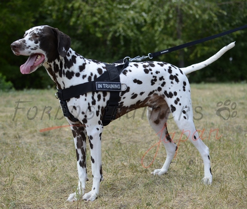 オーダーメイド。大型犬、超大型犬、冬用コート。（グレートデン等）