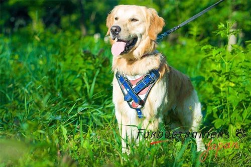 中型犬・大型犬用おしゃれなデコハーネス