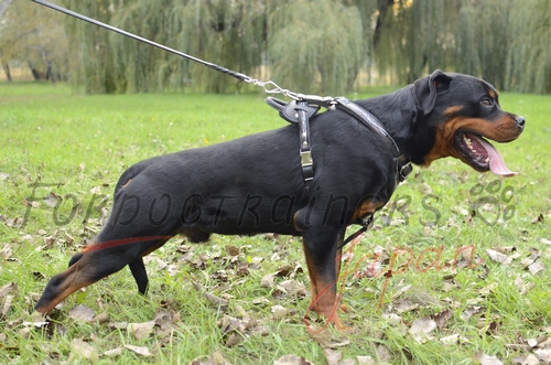  装飾された革製犬用ハーネス（胴輪）