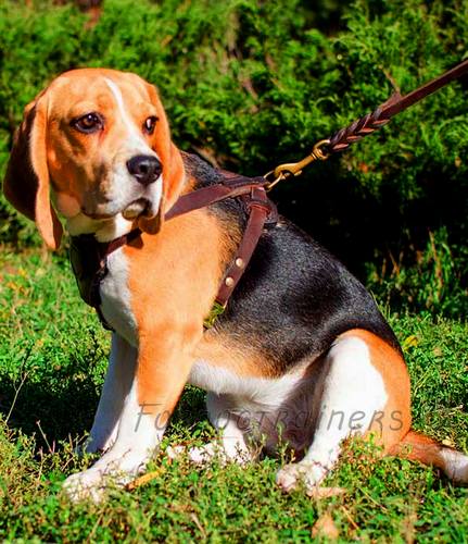 素敵な装飾付きの　革ハーネス　小型犬用・中型犬用