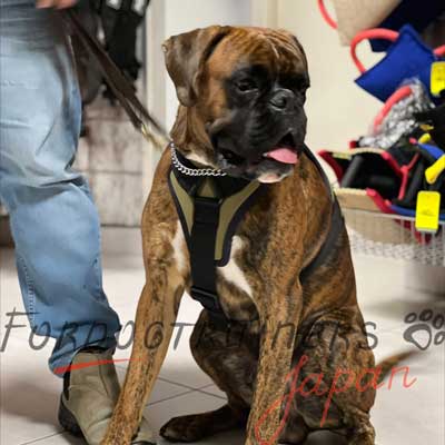 ボクサー大型犬のハーネス　柔らかい裏地付き！
