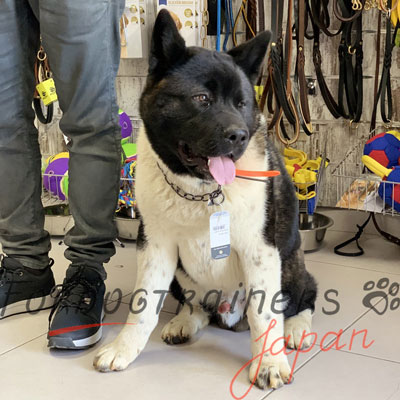 秋田犬　しつけにぴったり合うハームスプレンジャー　チョークチェーン カラー