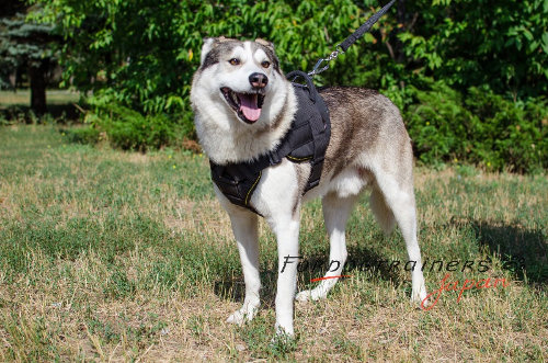 大型犬用スポーツハーネス
