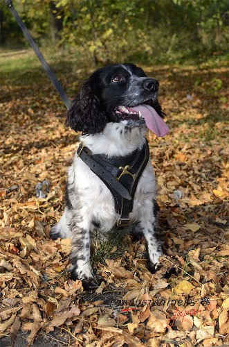 スパニエル　ハーネス　トラッキング用