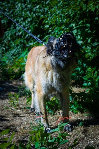 快適で着用しやすい　犬用口輪