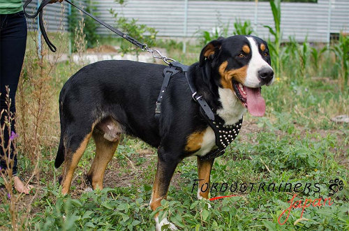 マウンテンドッグにぴったり合う本革製胴輪