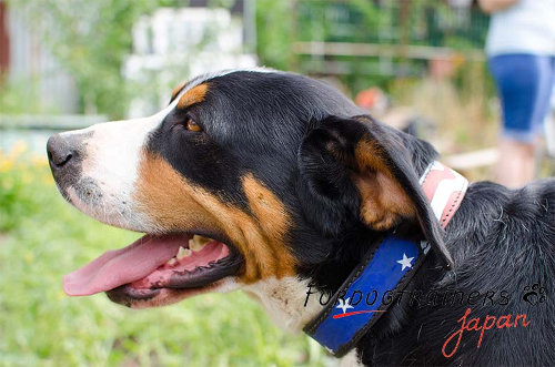 マウンテンドッグ　デザイン首輪(アメリカ)