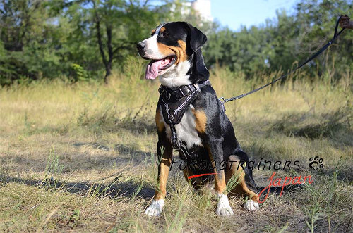 マウンテンドッグ用ハーネス　デザイン絵付