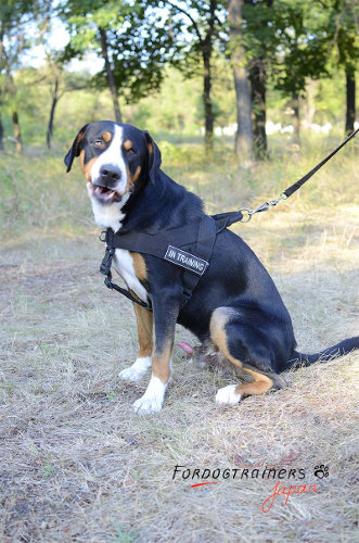 マウンテンドッグ用引っ張り防止ハーネス