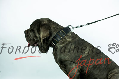 大型犬用首輪　幅広デザイン