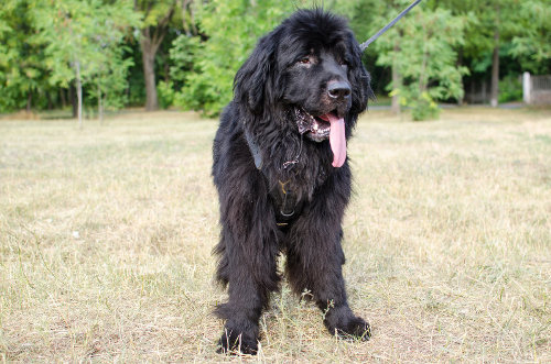 大型犬用ハーネス　散歩用