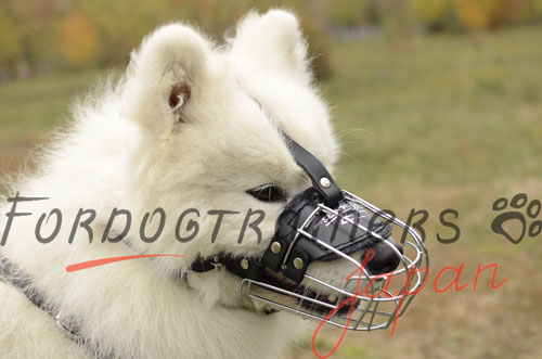 大型犬　口輪　サモエド向け