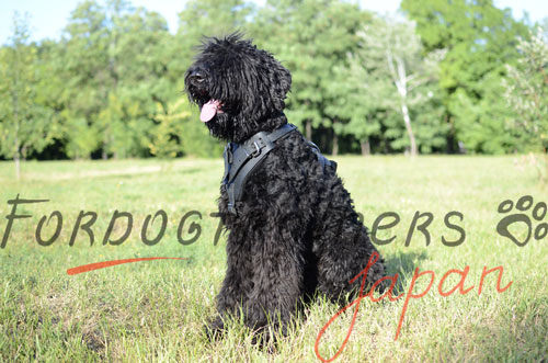 大型犬用ハーネス　本革