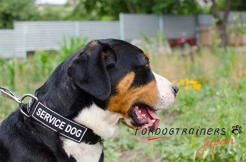 スイマウンテンドッグ用ナイロン首輪
