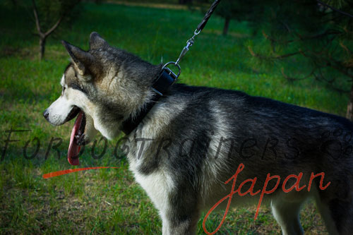 大型犬用シンプルレザーカラー