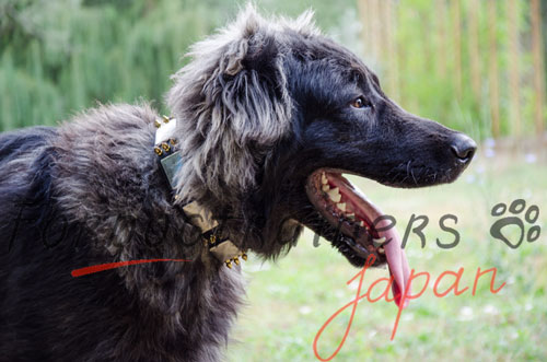 大型犬用本革製首輪　プレート＋スタッズ