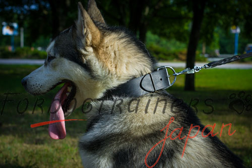 大型犬用幅広首輪　本革