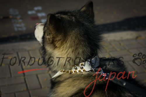 大型犬用ホワイトレザー首輪