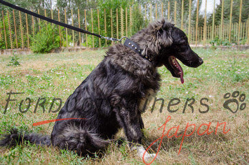 大型犬用多天候首輪(ピラミッドスタッズ付)