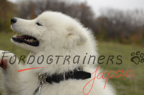 大型犬　首輪　かっこいいスパイク付