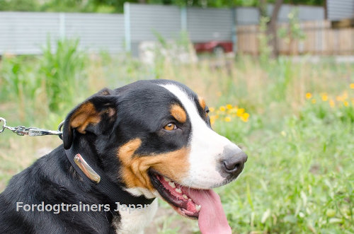 マウンテンドッグ用首輪　IDプレート入り(ナイロン)