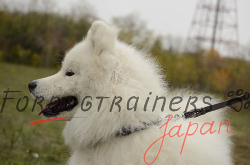 Japanese pinch best sale dog