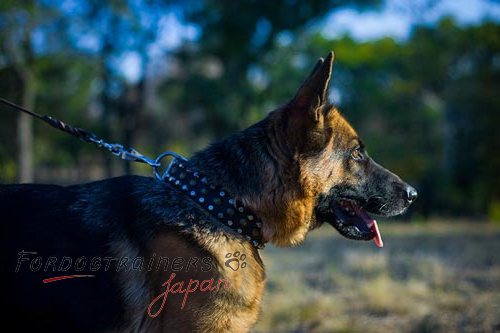 中・大型犬用スタッズ付きの革製首輪